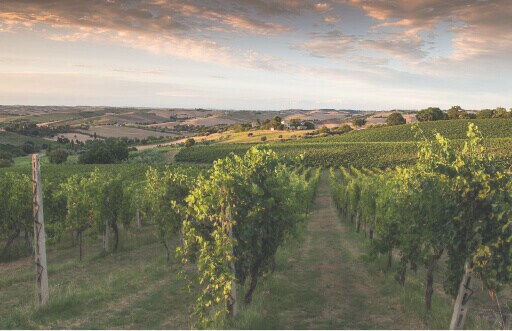 Bezoek onze wijnhuizen in Itali&euml;: een wijngaard op een glooiende heuvel met een mooie wolkenlucht